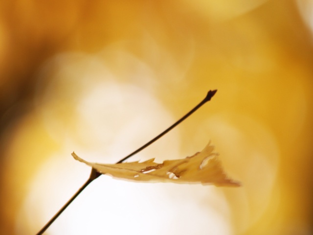 Fall wallpaper (2009), Desktop